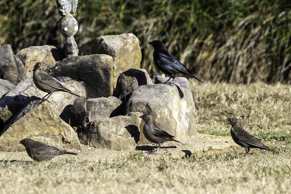 Braunkopf-Kuhstärling - ML646254036