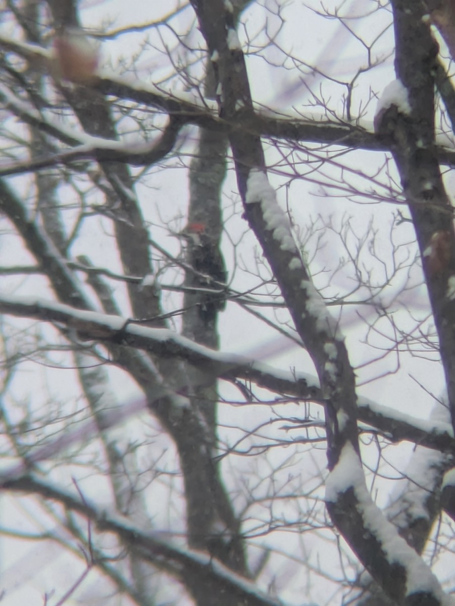 Pileated Woodpecker - ML646254037