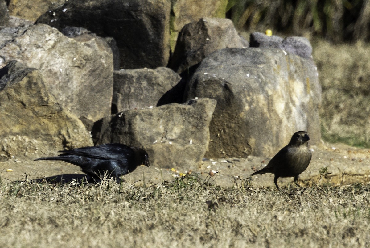 Brown-headed Cowbird - ML646254038