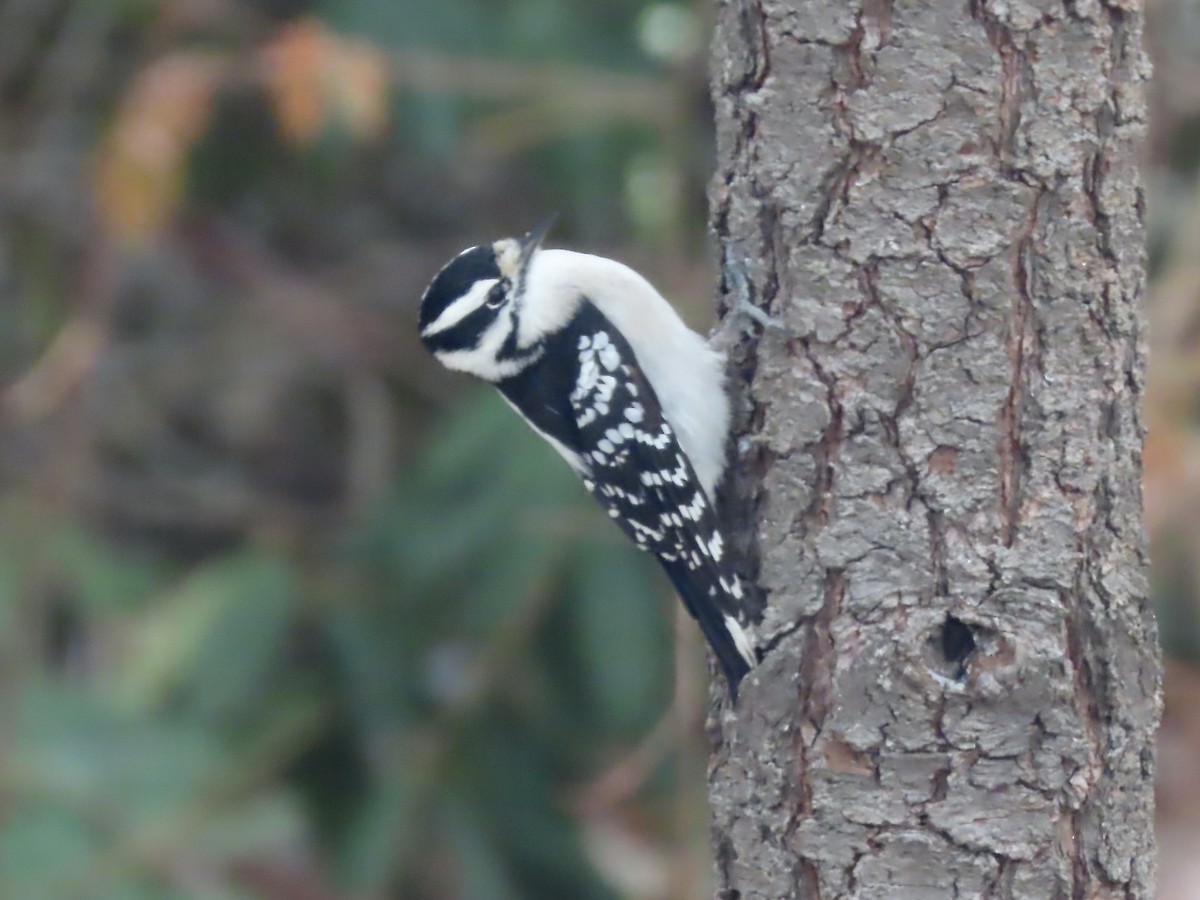 Downy Woodpecker - ML646254040