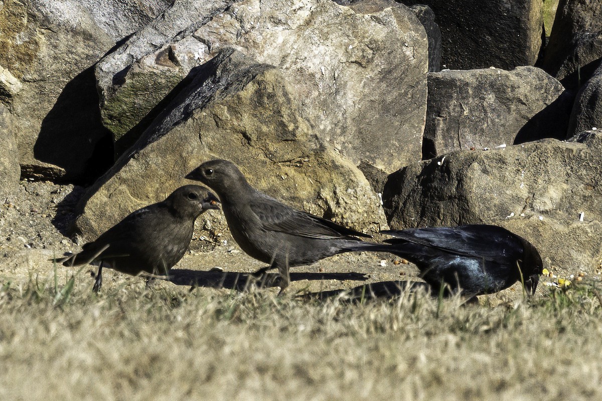 Brown-headed Cowbird - ML646254041
