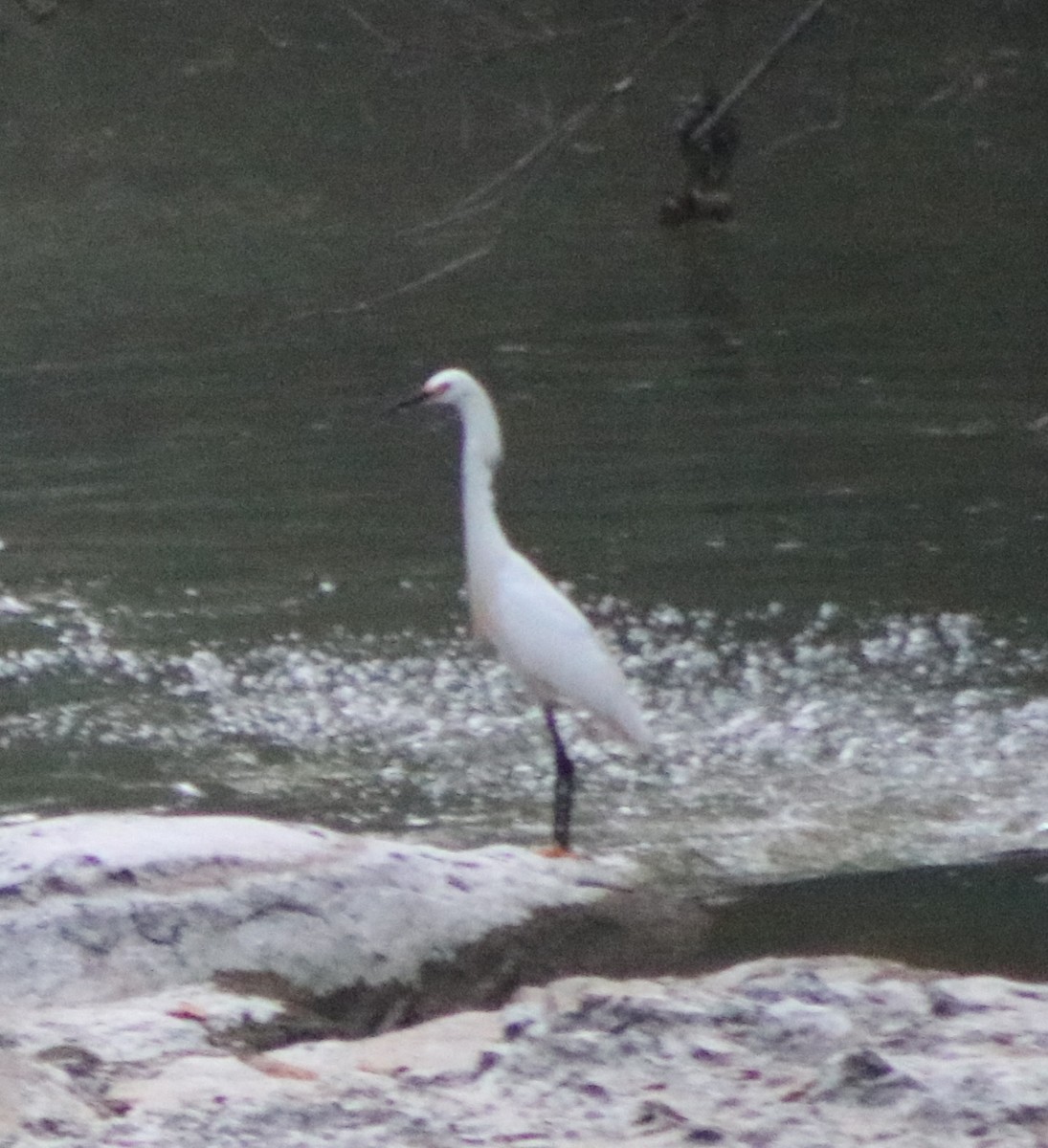 Snowy Egret - ML646254042