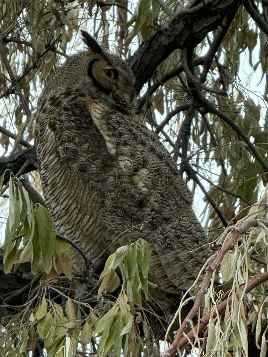 Great Horned Owl - ML646254050