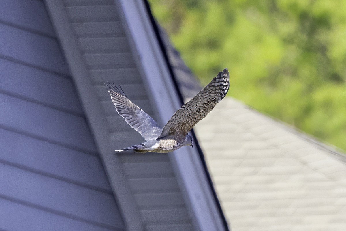 Cooper's Hawk - ML646254051