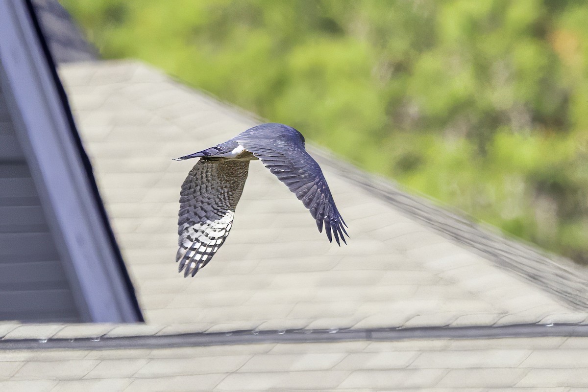 Cooper's Hawk - ML646254052