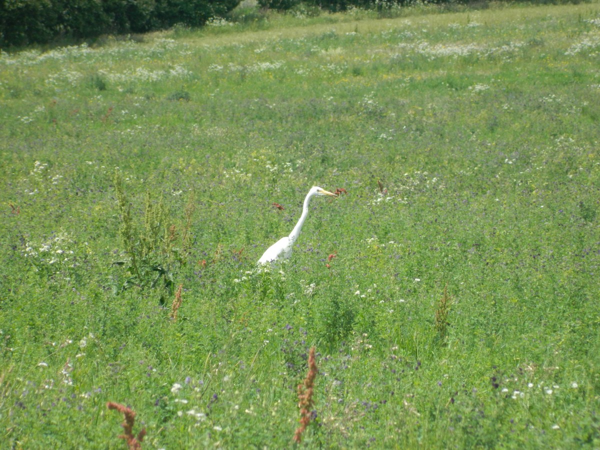 Great Egret - ML646254055