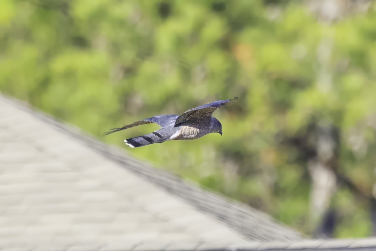 Cooper's Hawk - ML646254057