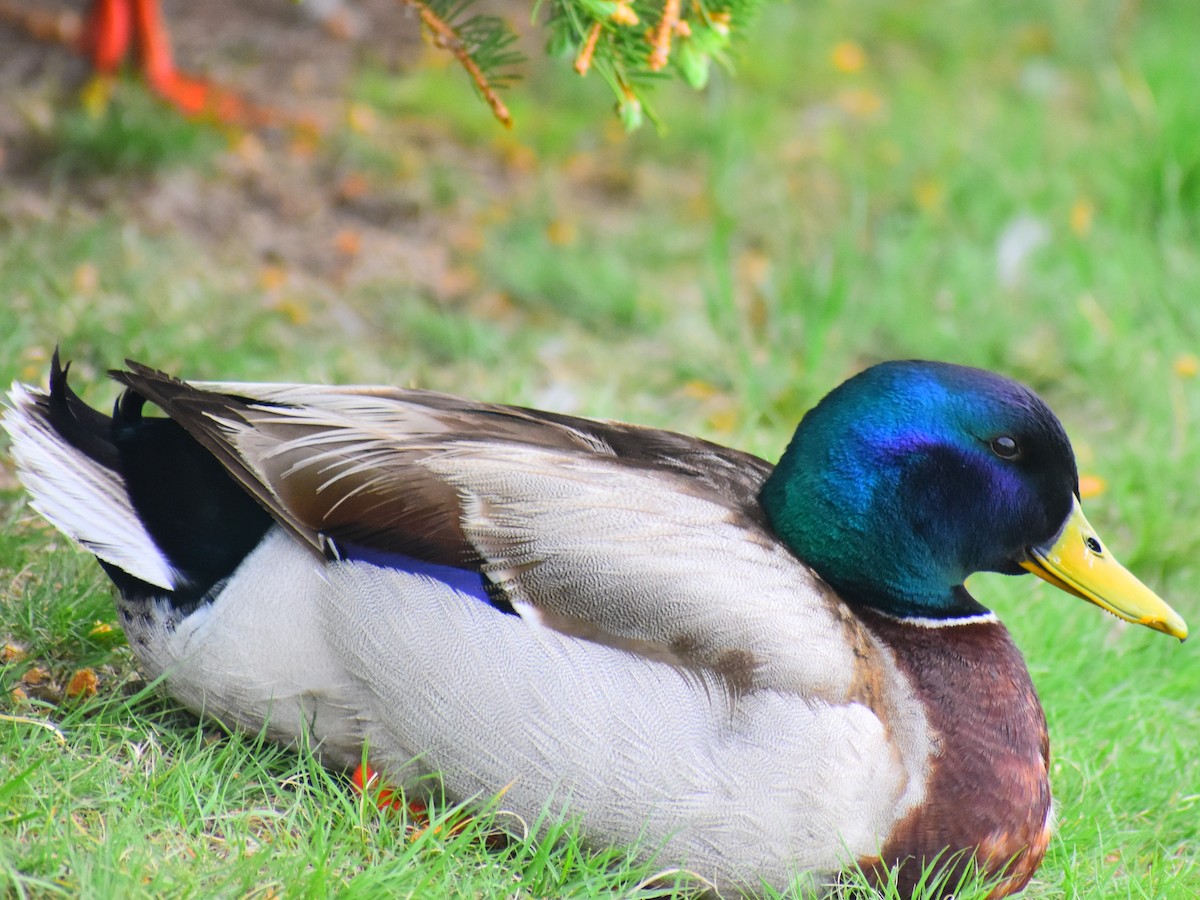 Mallard - ML646254058