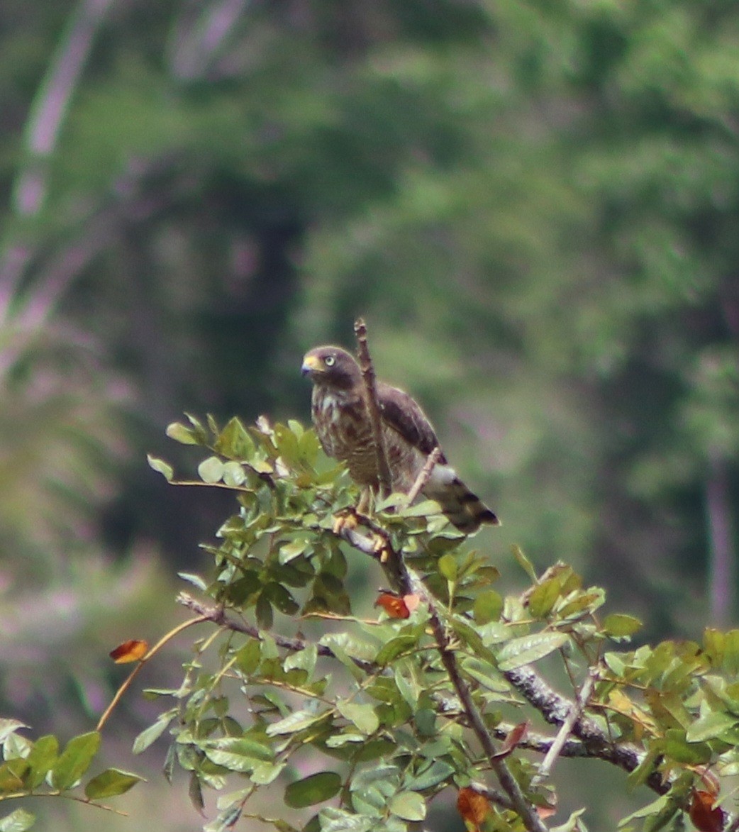 Roadside Hawk - ML646254060