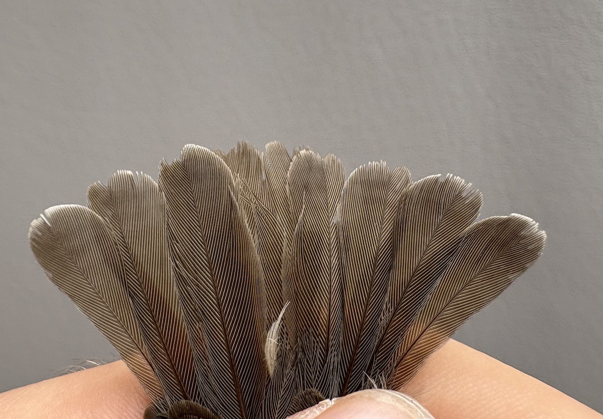 Green-backed Camaroptera - ML646254062