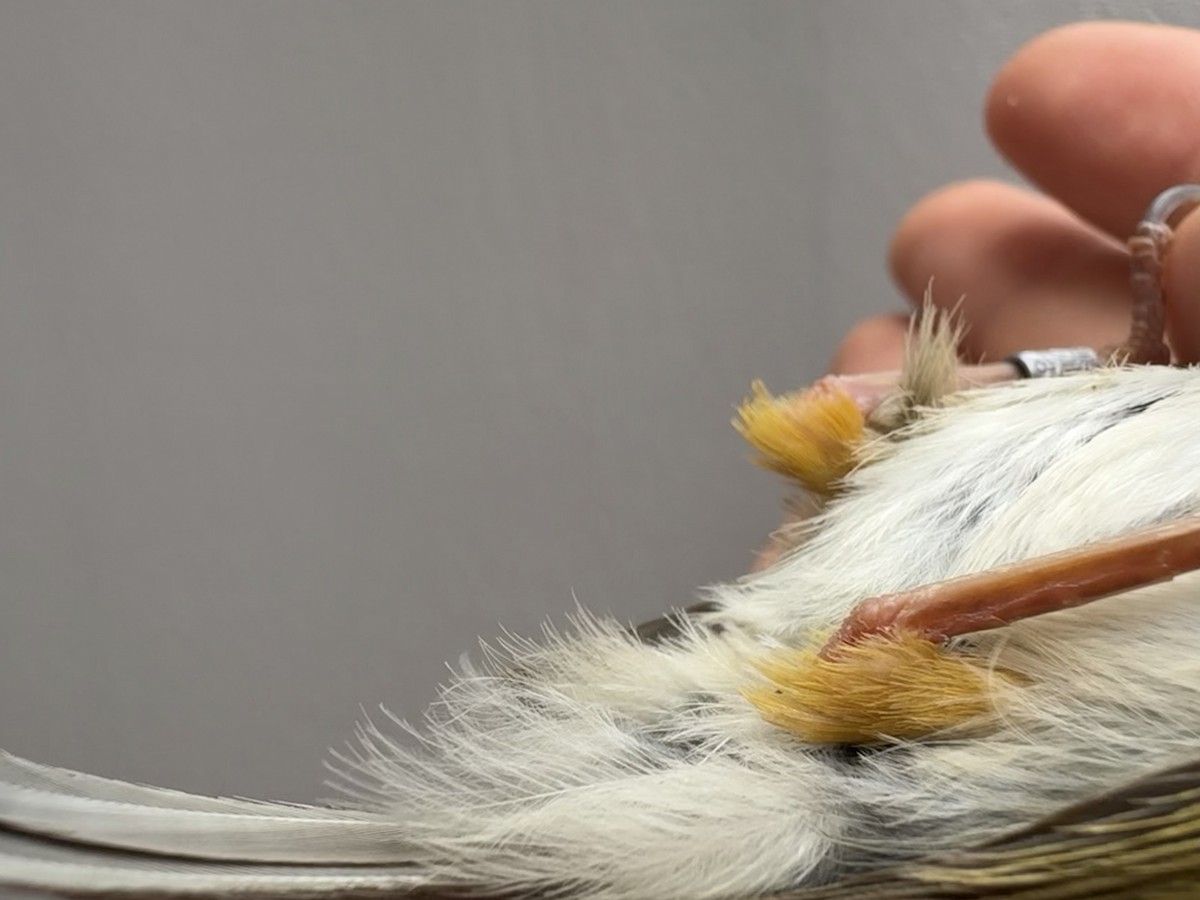 Green-backed Camaroptera - ML646254063