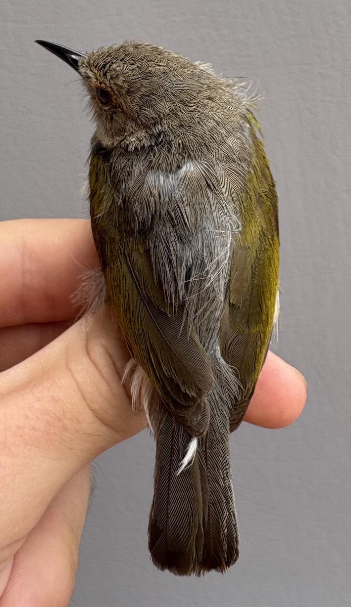 Green-backed Camaroptera - ML646254064