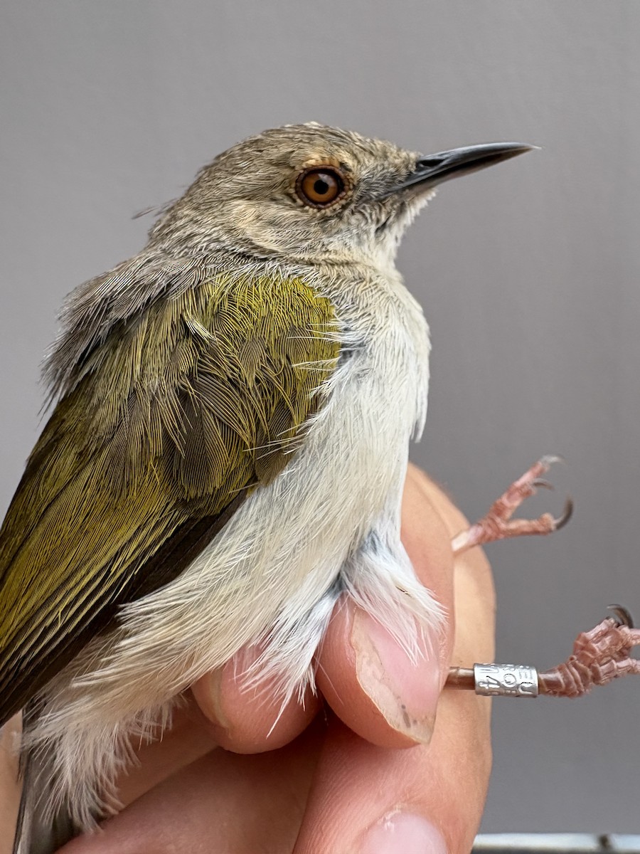 Green-backed Camaroptera - ML646254065