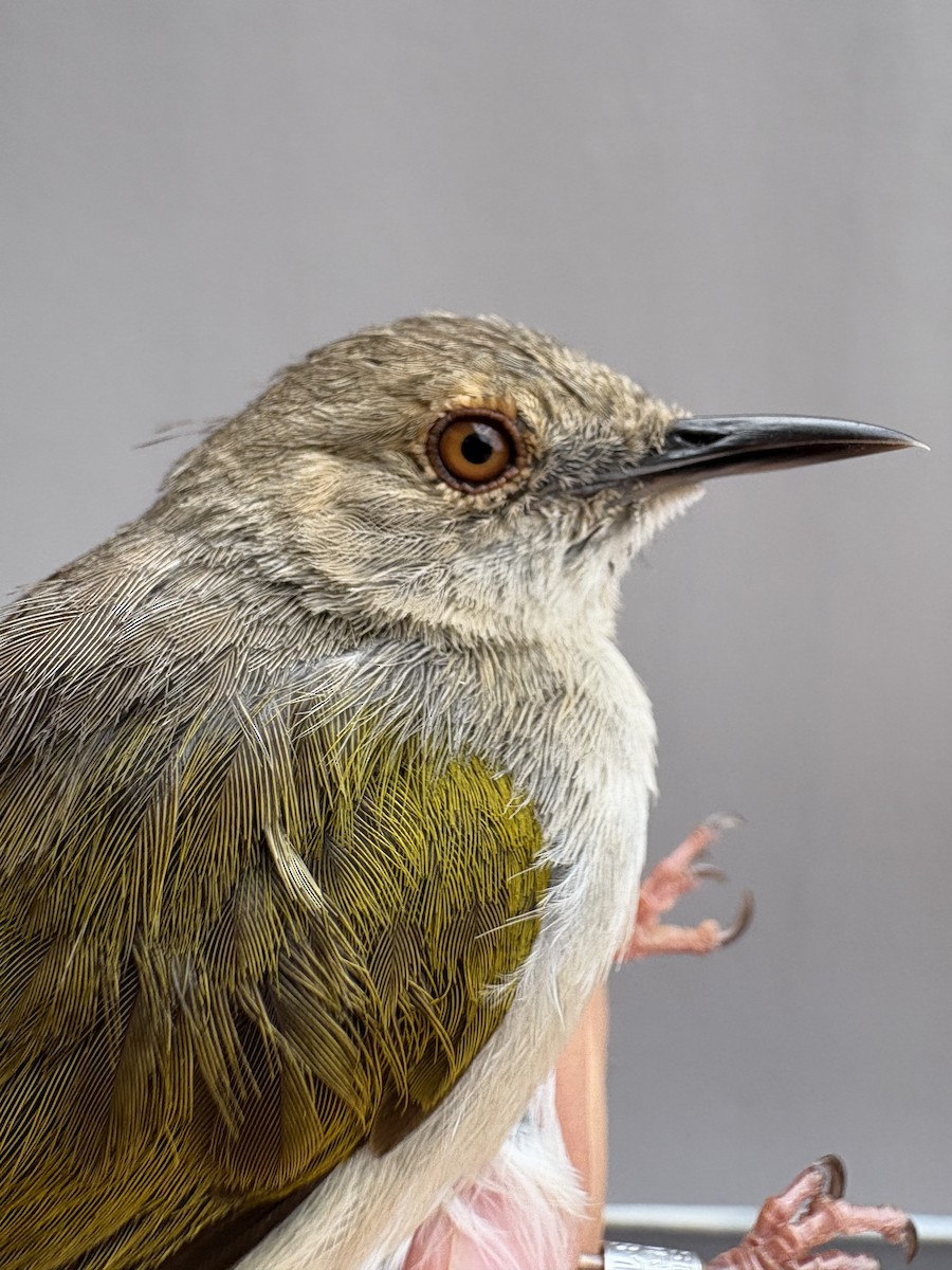 Green-backed Camaroptera - ML646254066