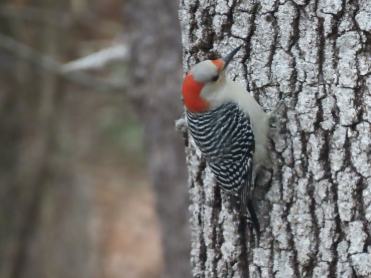 Red-bellied Woodpecker - ML646254067