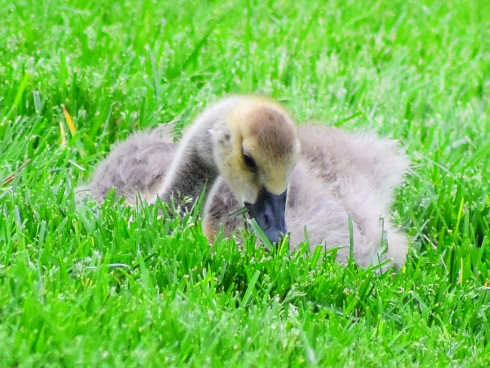 Canada Goose (moffitti/maxima) - ML646254068