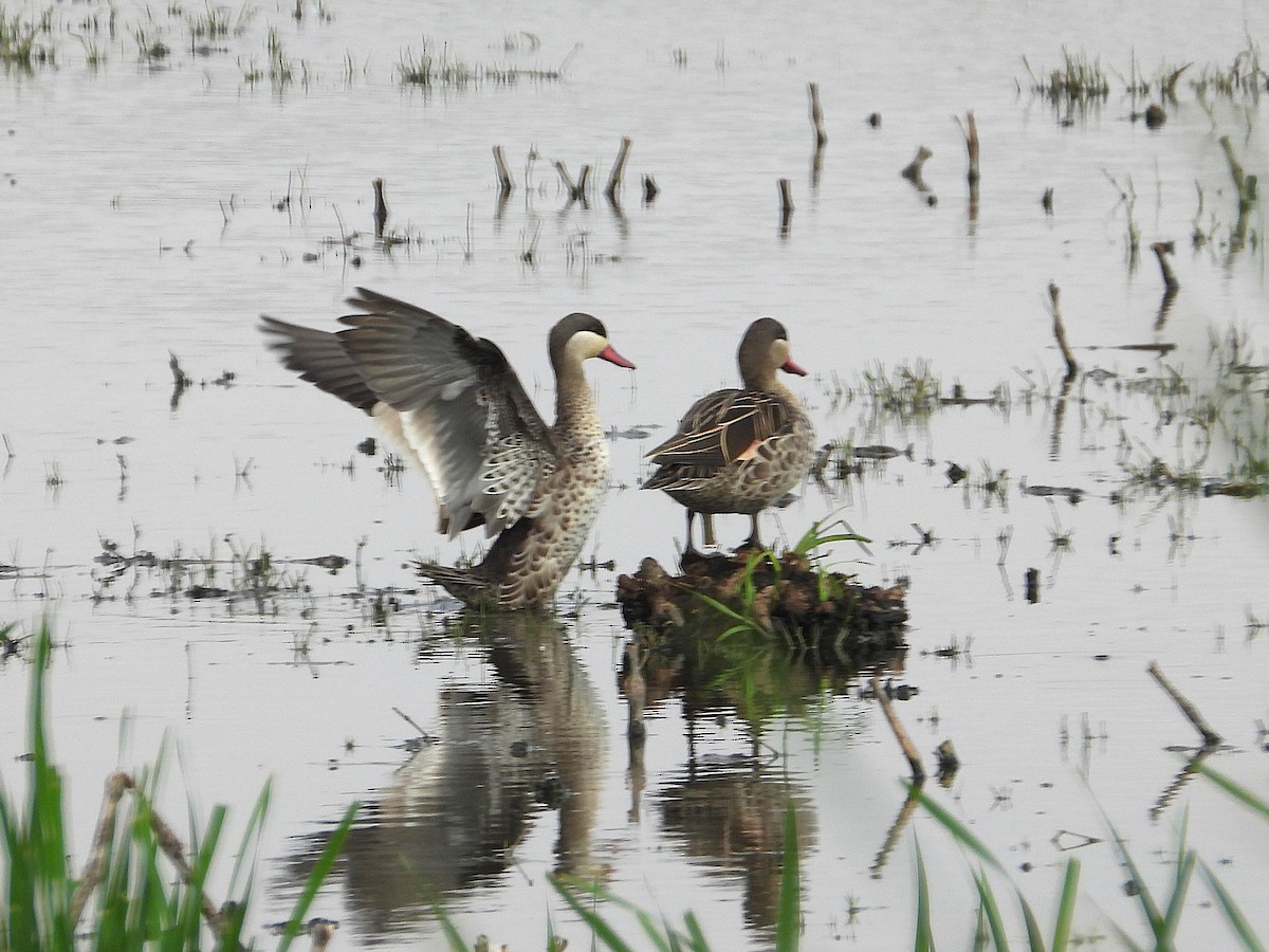 Red-billed Duck - ML646254069