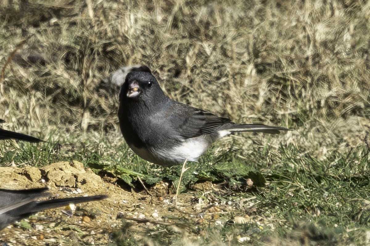 Dark-eyed Junco - ML646254070