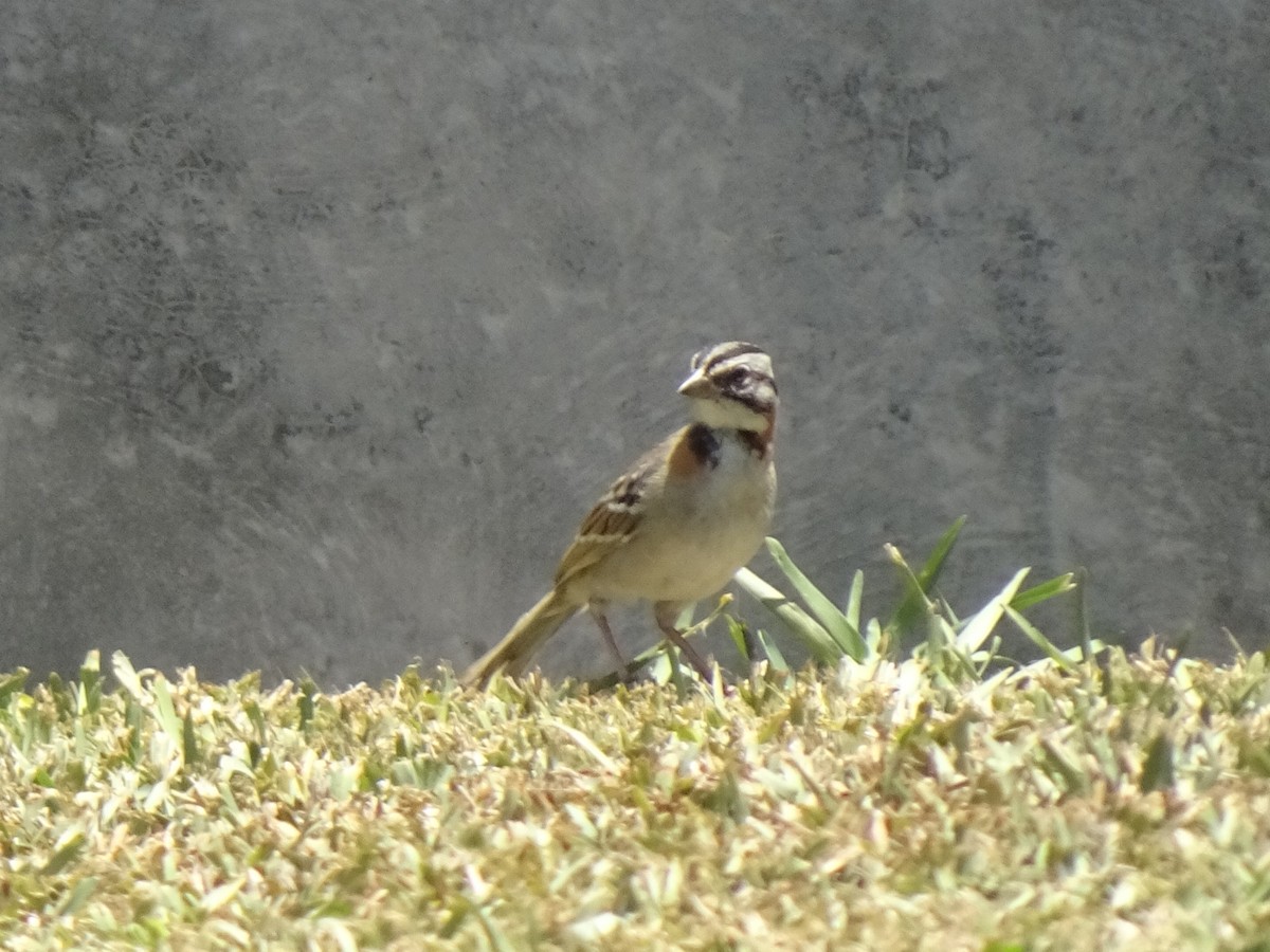 Rufous-collared Sparrow - ML646254074
