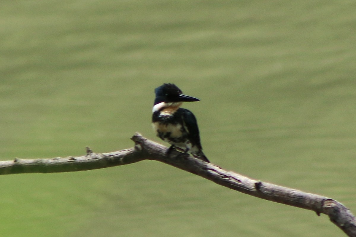 Green Kingfisher - ML646254075