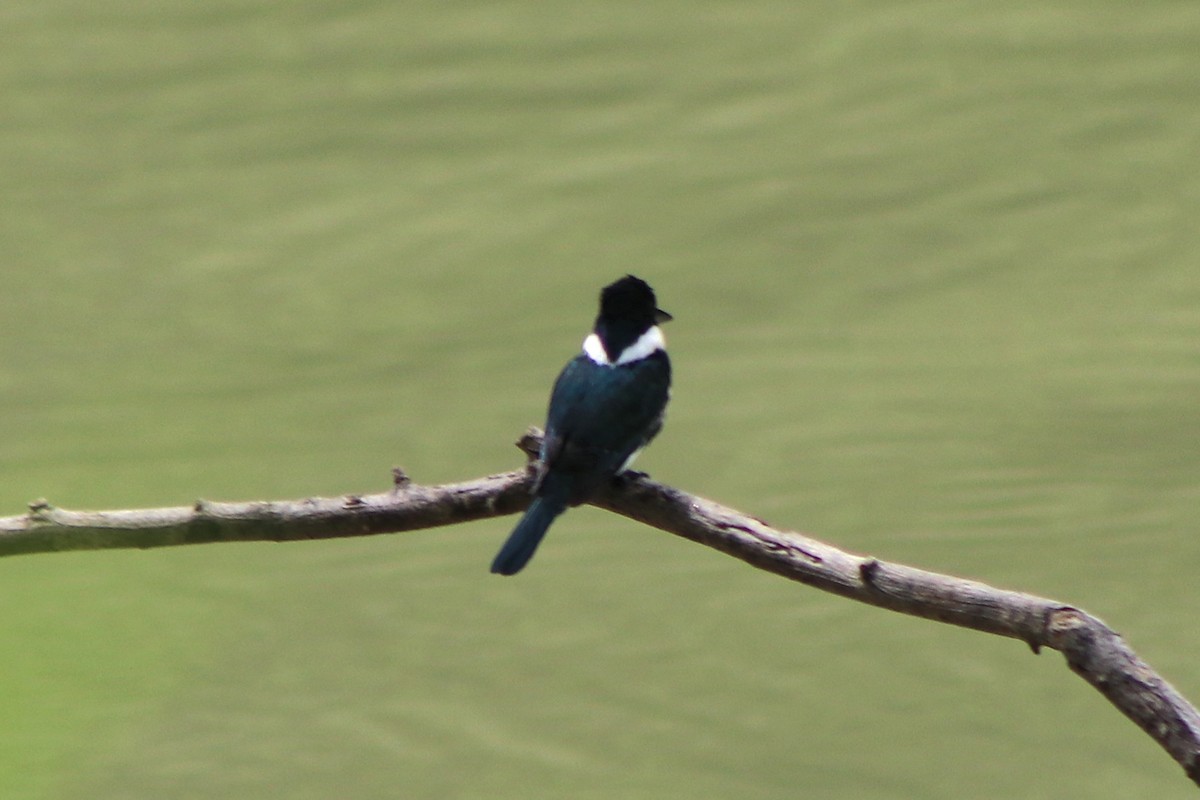 Green Kingfisher - ML646254076
