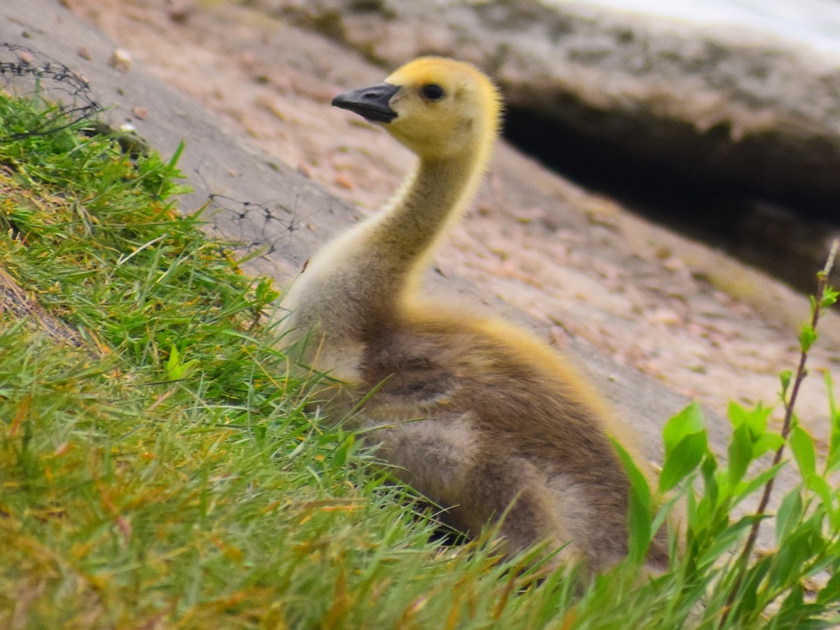 Canada Goose (moffitti/maxima) - ML646254080