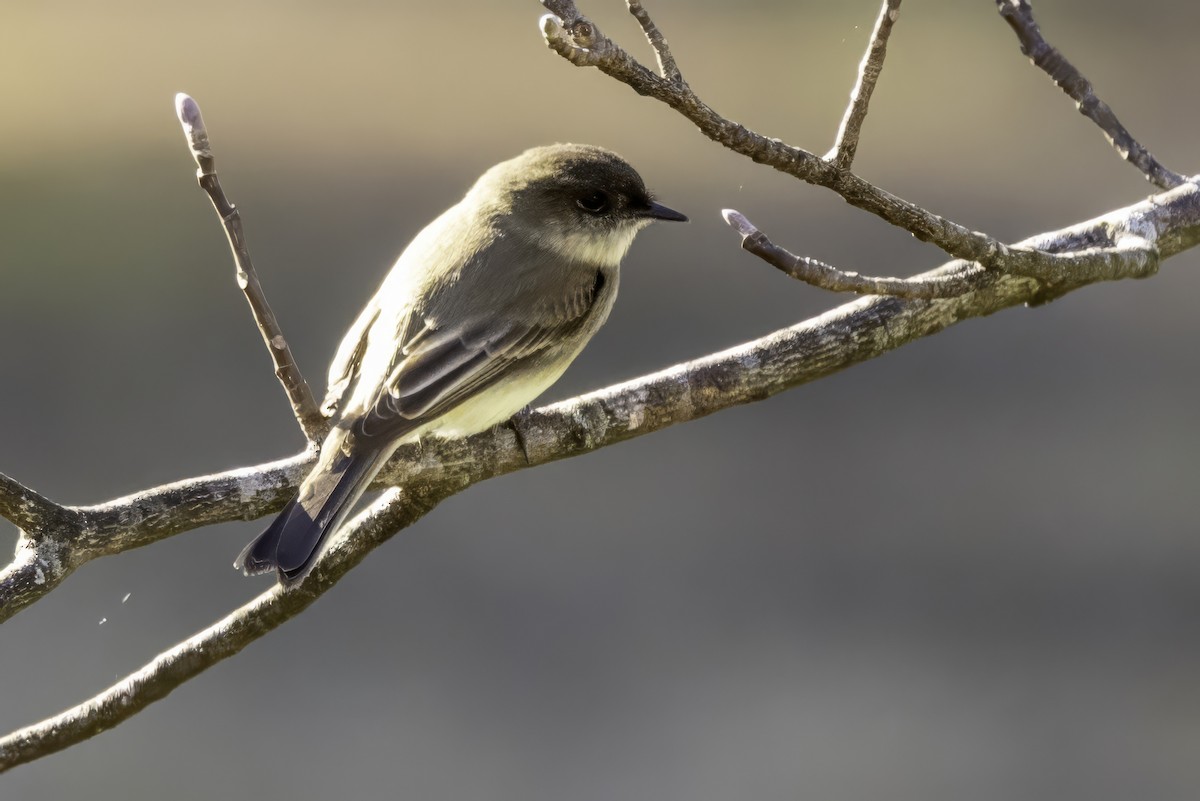 Eastern Phoebe - ML646254087