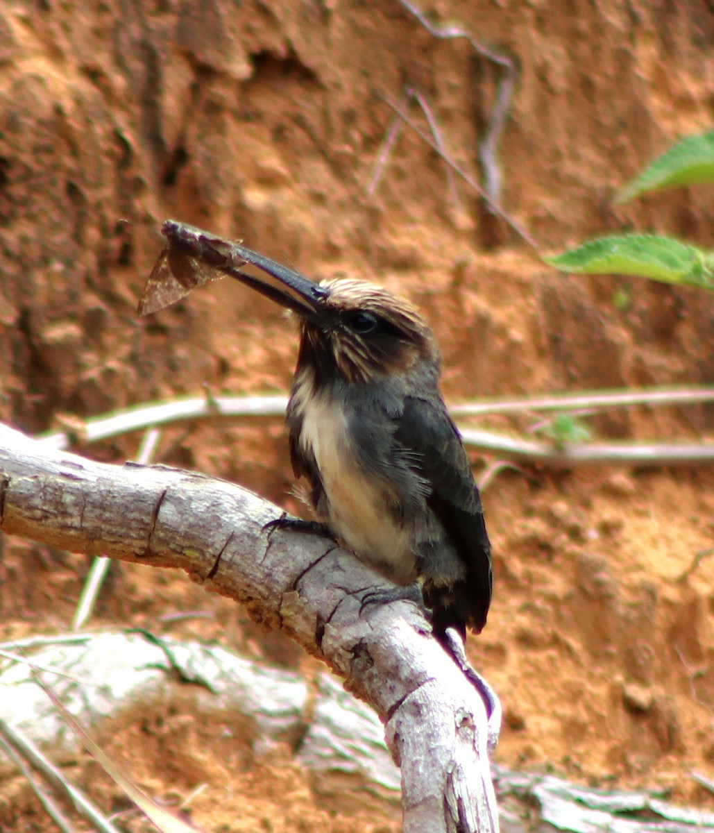 Three-toed Jacamar - ML646254088