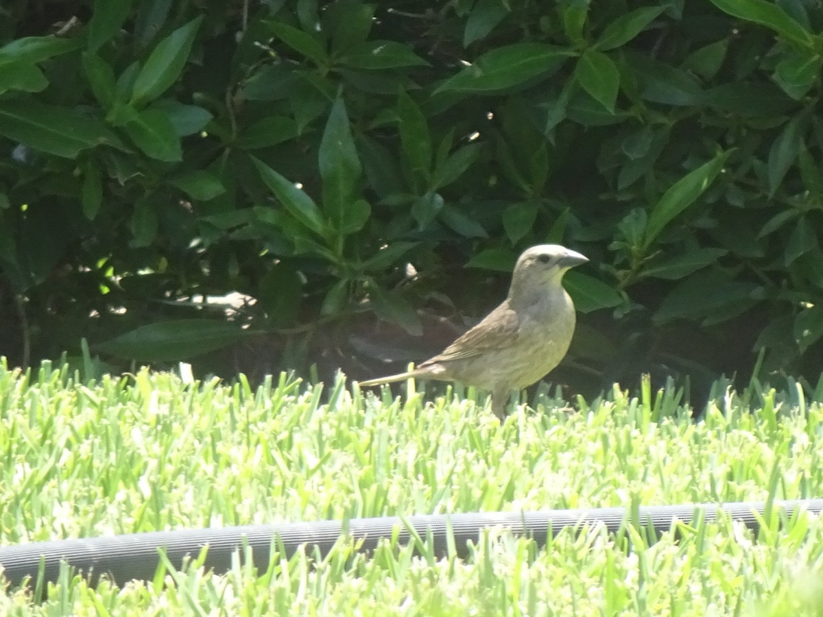 Shiny Cowbird - ML646254091