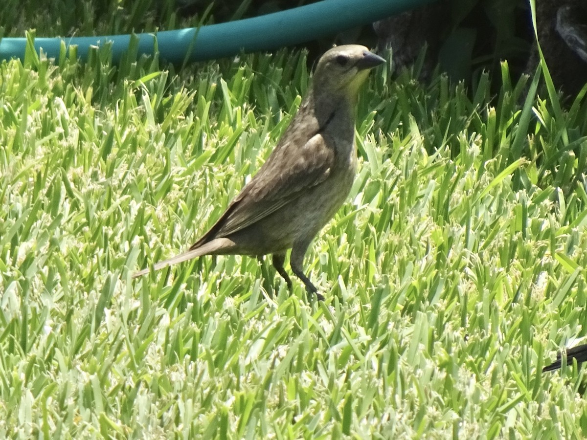 Shiny Cowbird - ML646254092