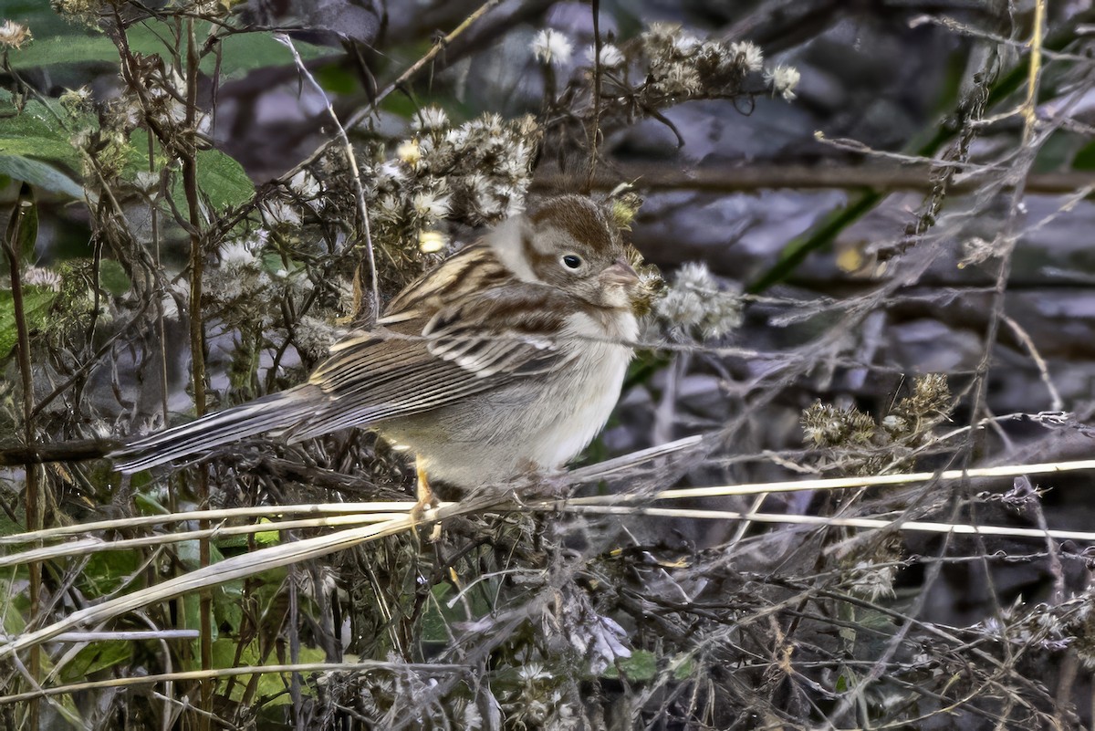 Field Sparrow - ML646254093