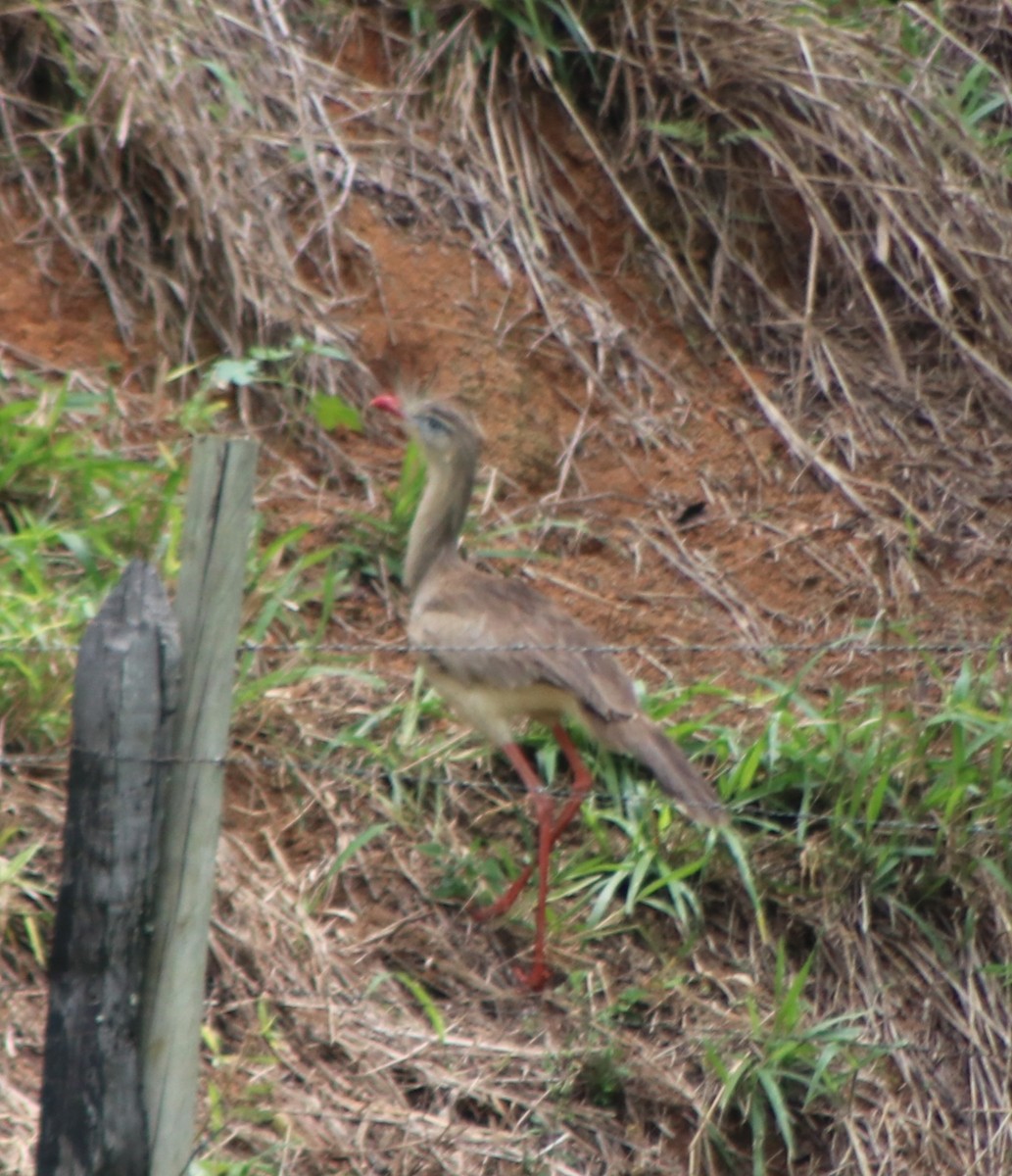 Red-legged Seriema - ML646254094
