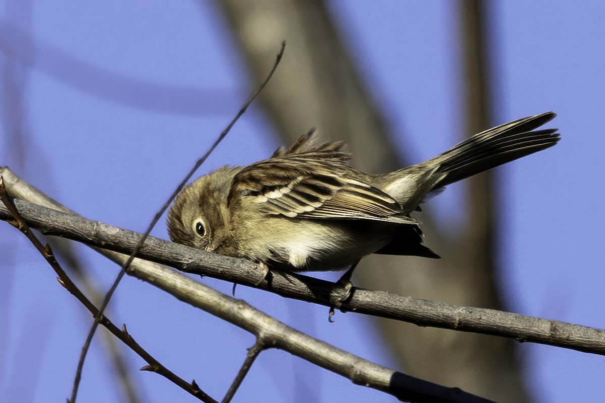 Field Sparrow - ML646254095