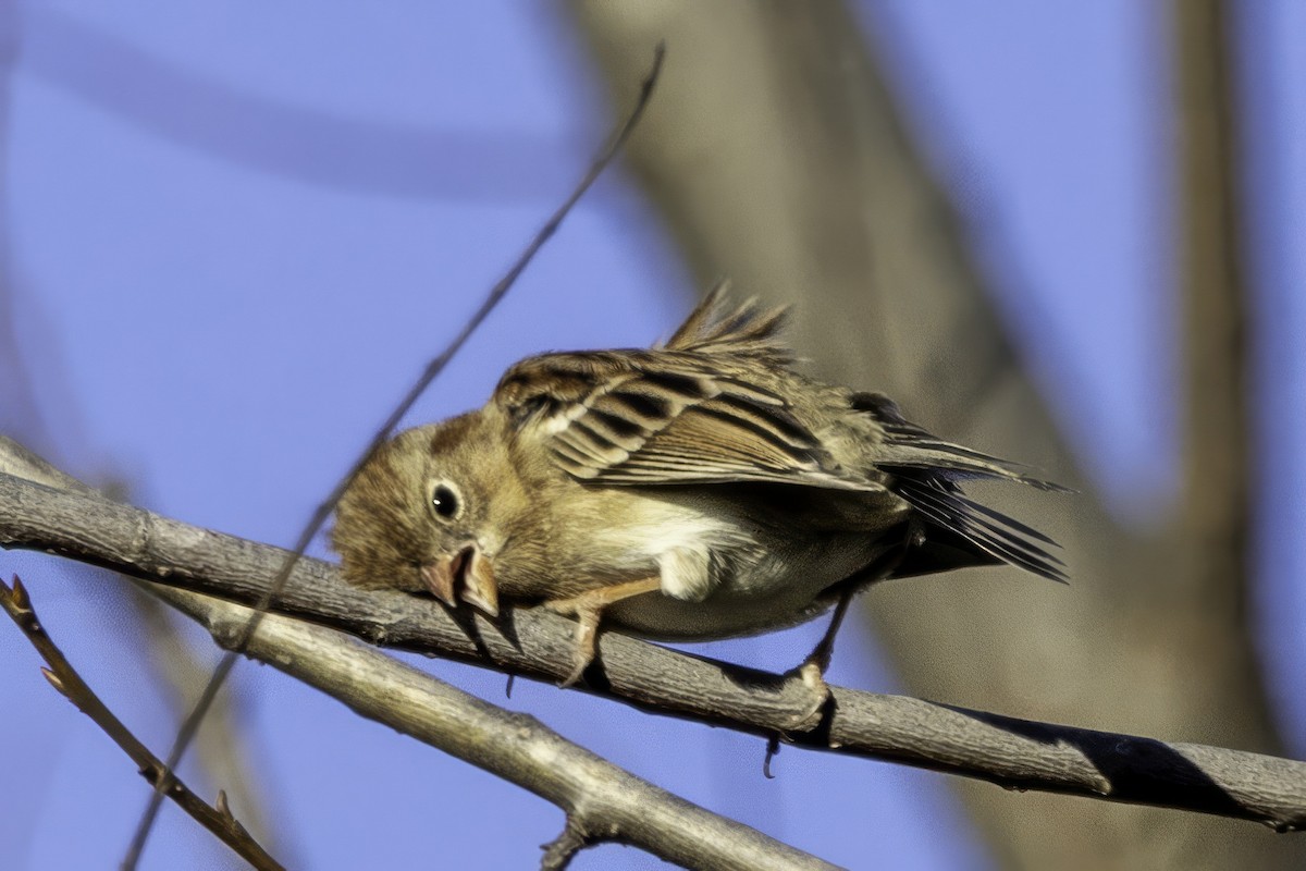 Field Sparrow - ML646254098