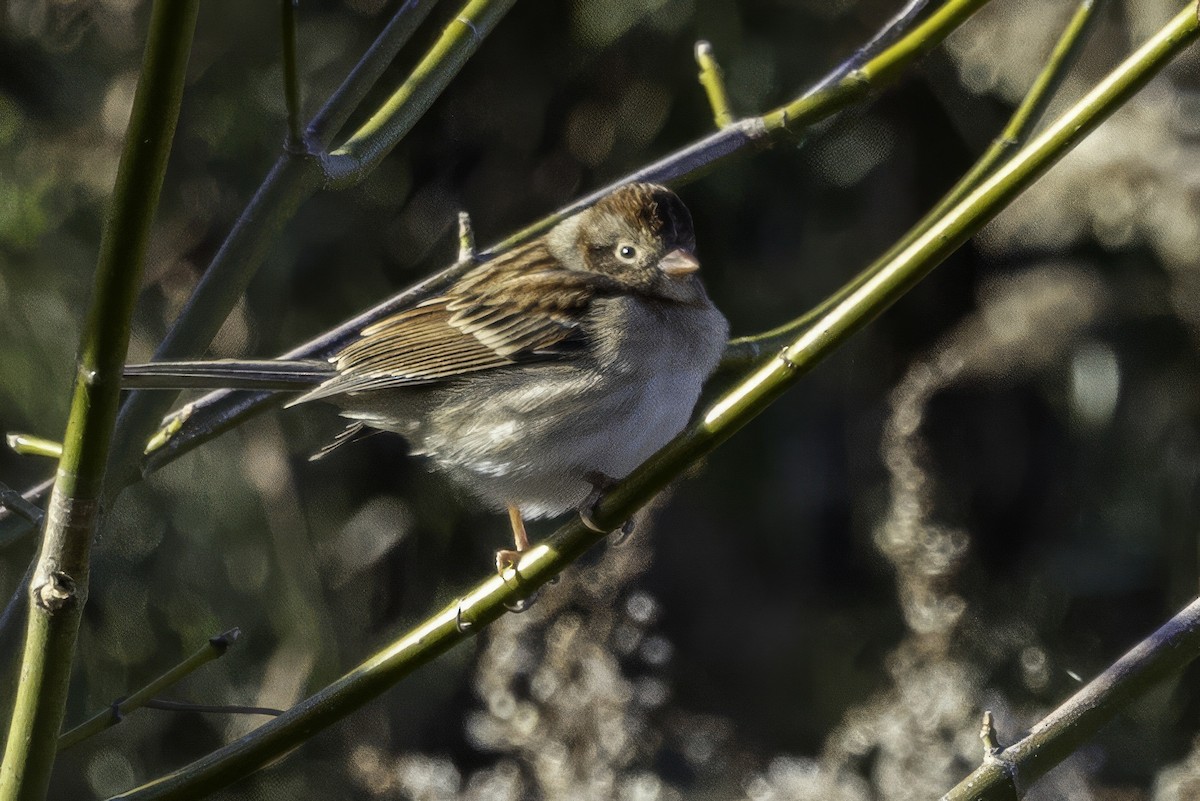 Field Sparrow - ML646254100
