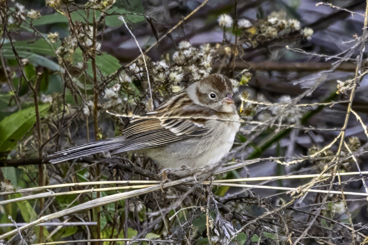 Field Sparrow - ML646254101