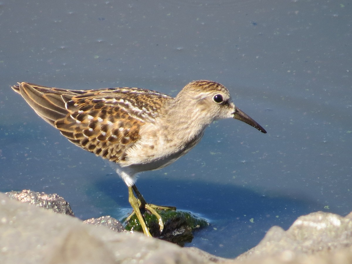 Least Sandpiper - Isaac  Denzer