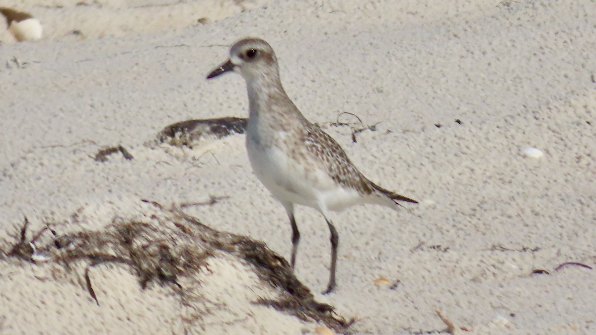 Black-bellied Plover - ML646254111