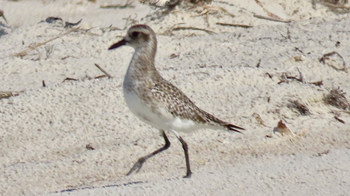 Black-bellied Plover - ML646254112