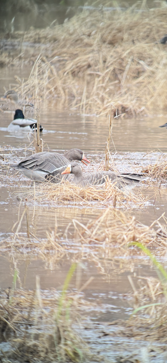 Greater White-fronted Goose - ML646254114