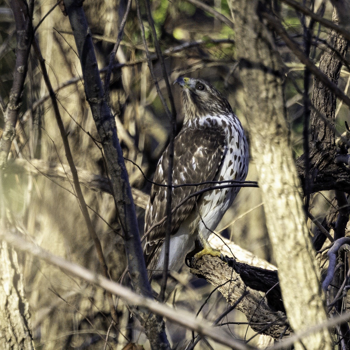 Red-shouldered Hawk - ML646254115