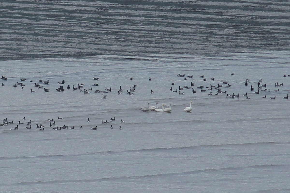 Whooper Swan - ML646254117