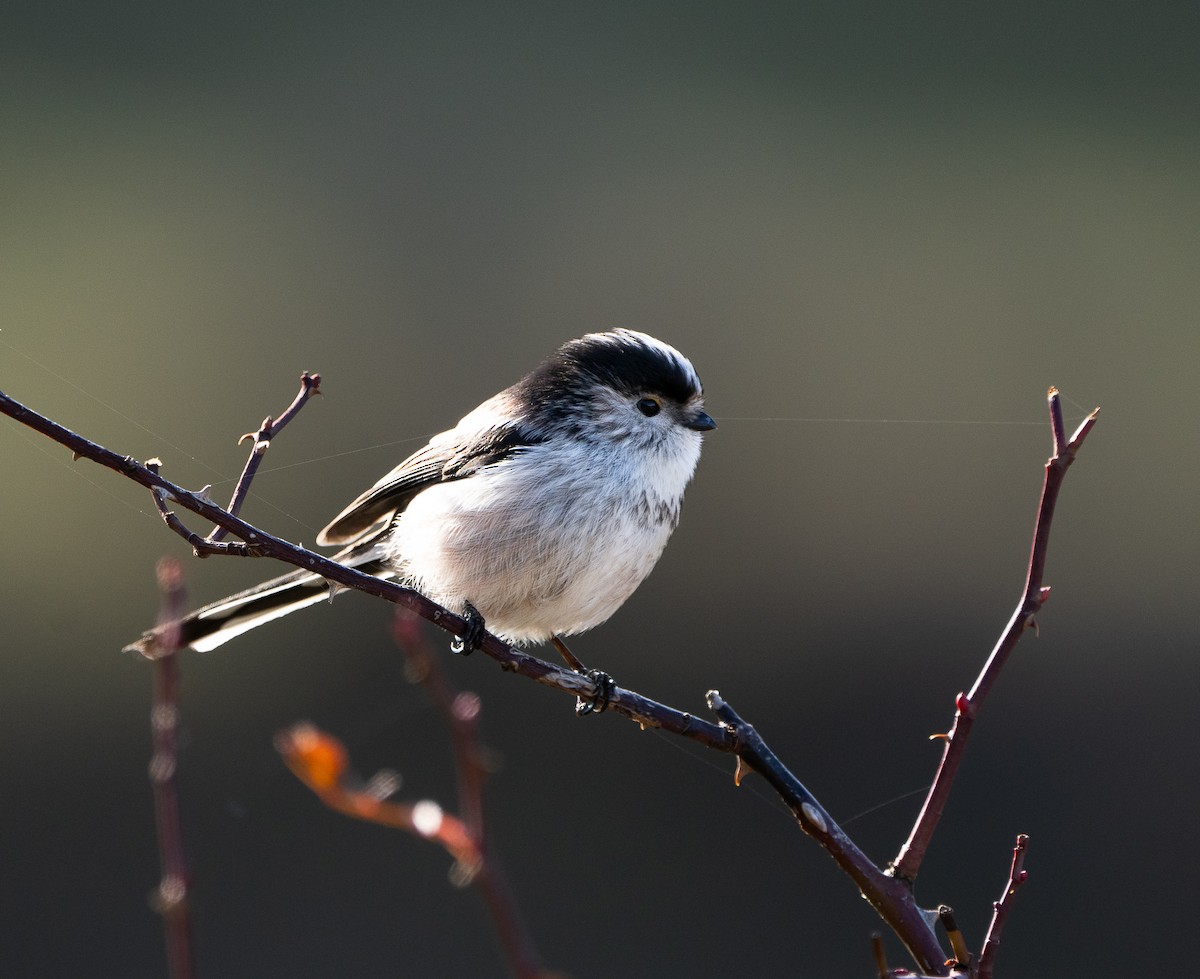 Long-tailed Tit - ML646254120