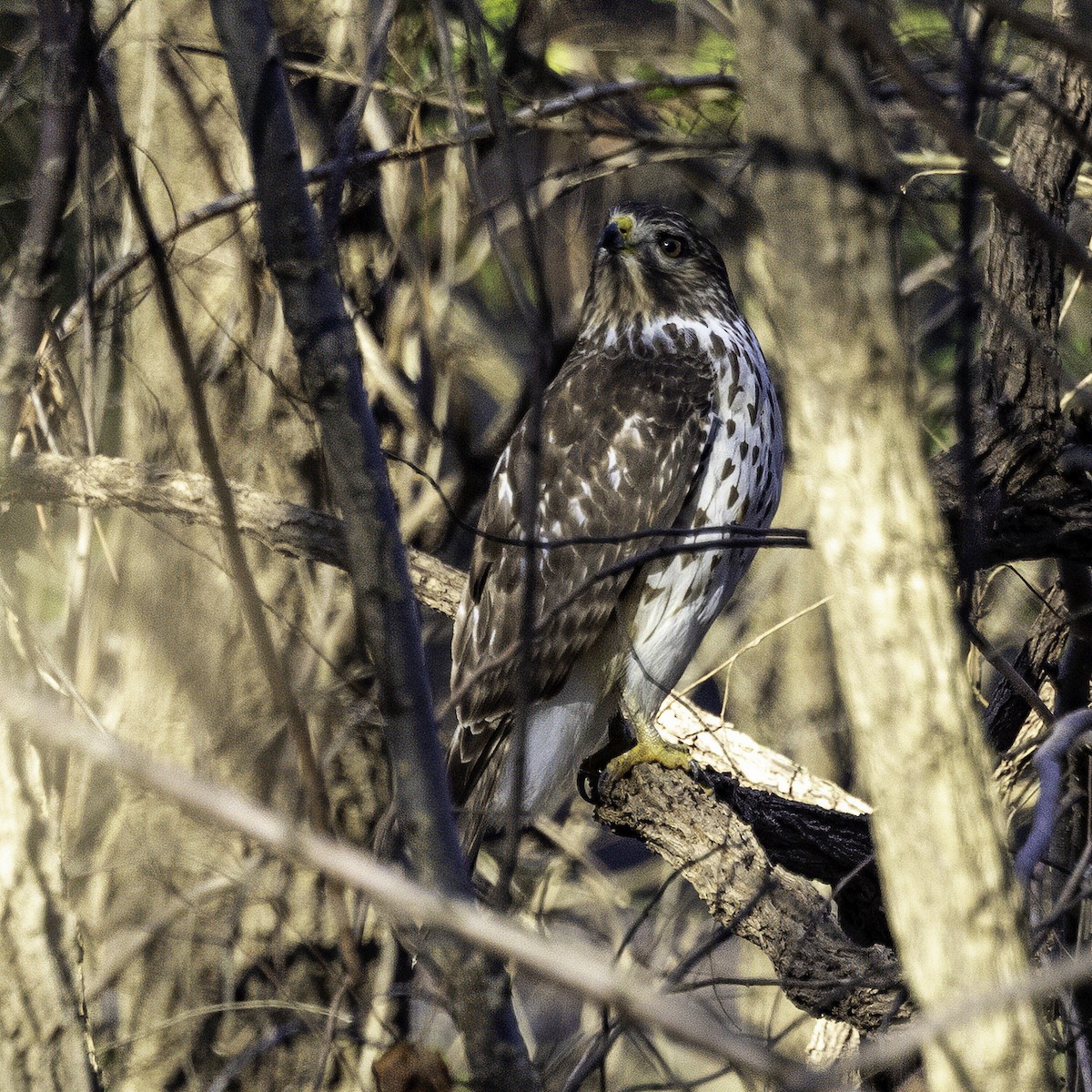 Red-shouldered Hawk - ML646254121