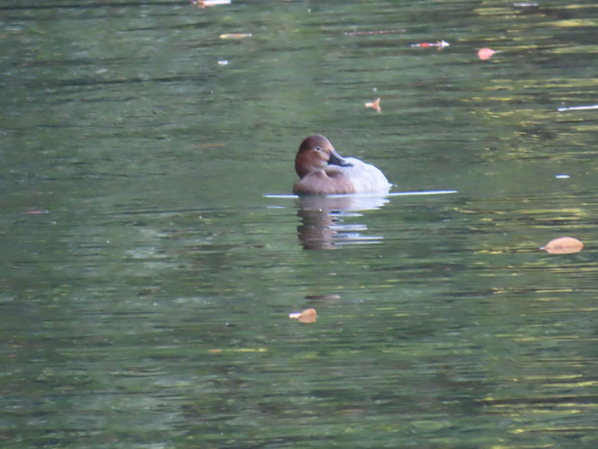 Common Pochard - ML646254122