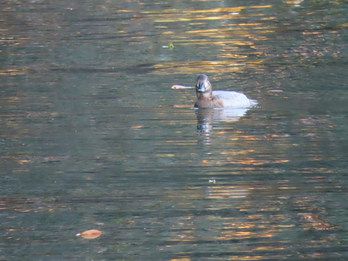 Common Pochard - ML646254123