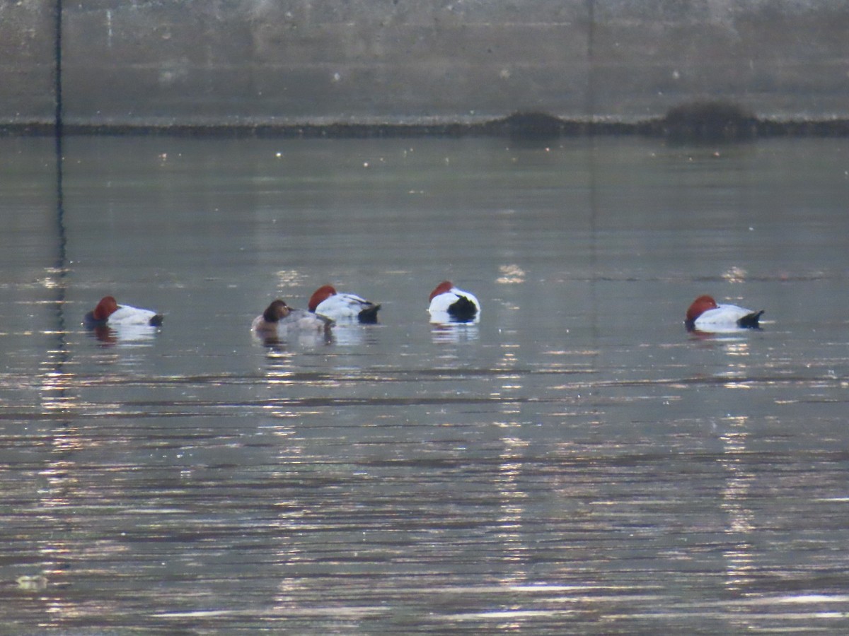Common Pochard - ML646254124