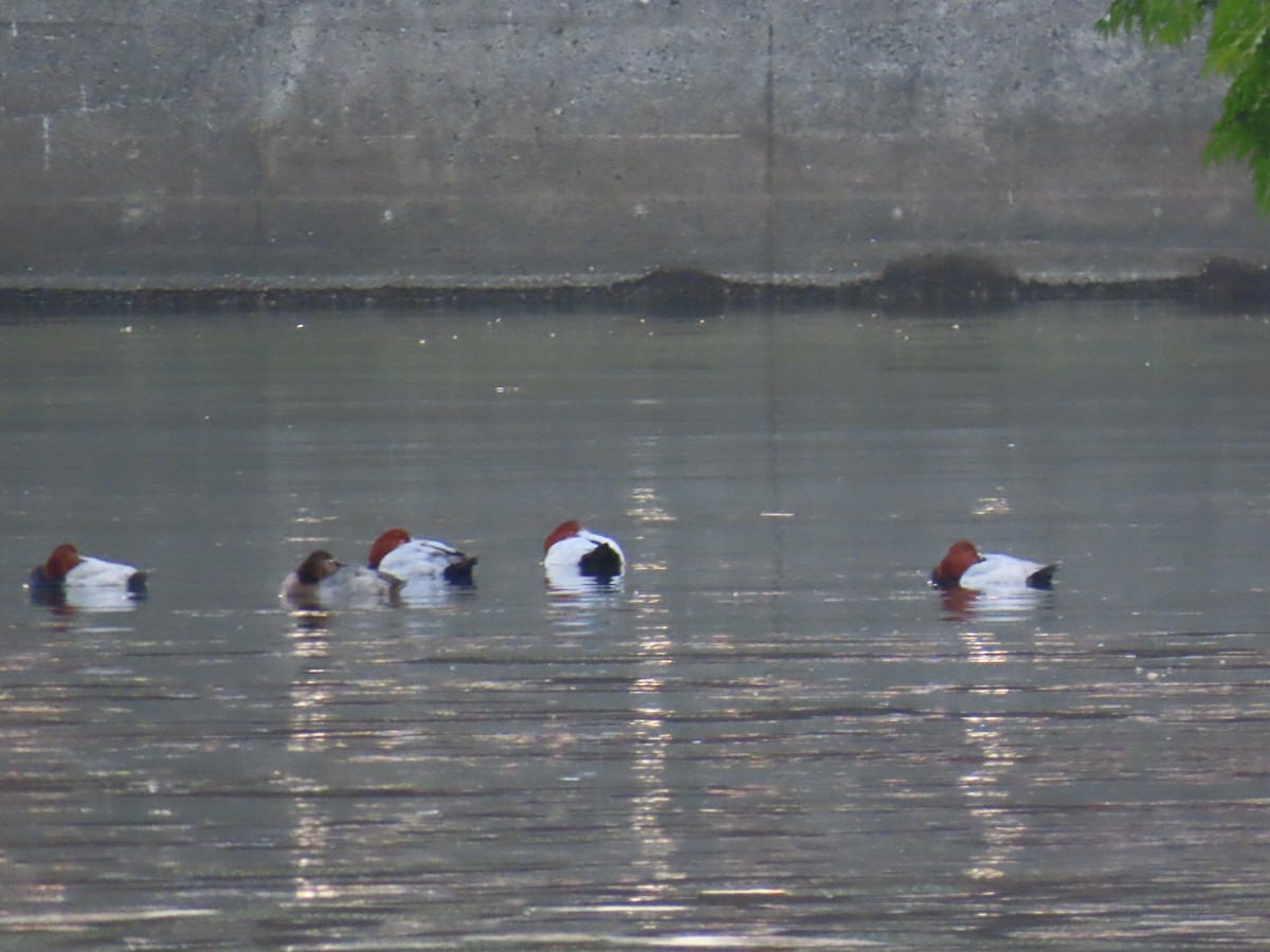 Common Pochard - ML646254125