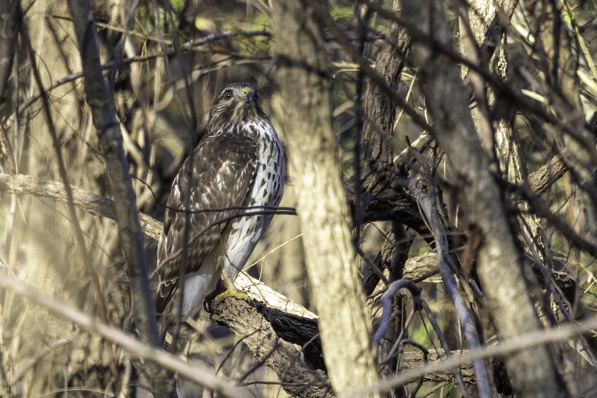Red-shouldered Hawk - ML646254133