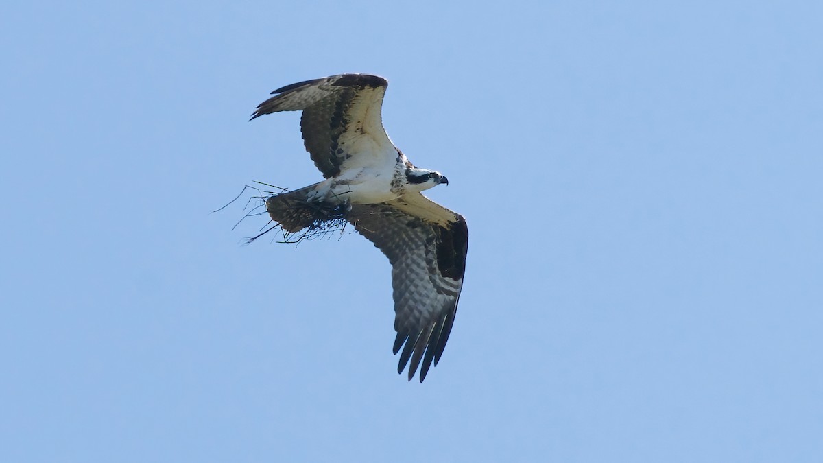 Falco pescatore - ML646254136